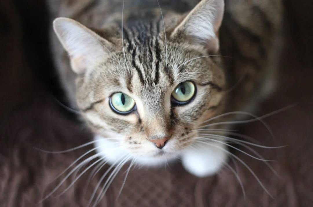 Dişi Kedi İsimleri